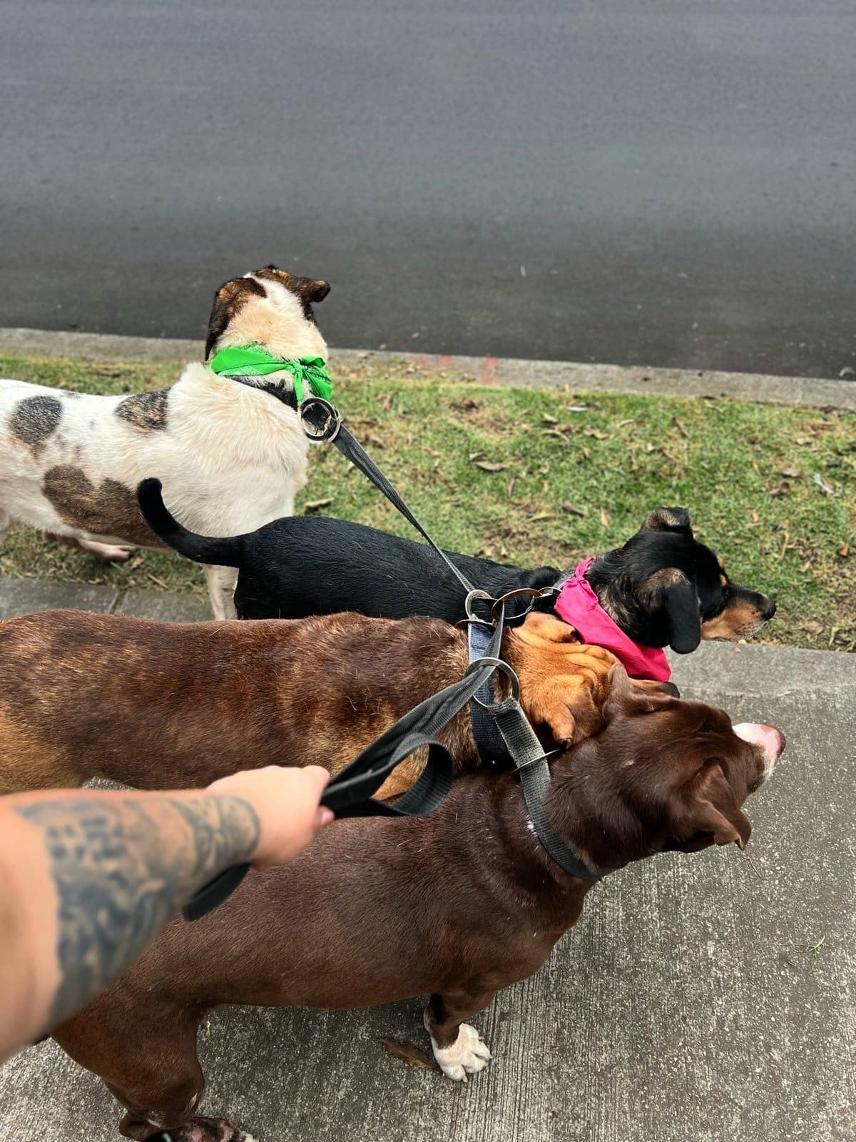 La mano de Diego sostiene una sola correa de la que van cuatro perros