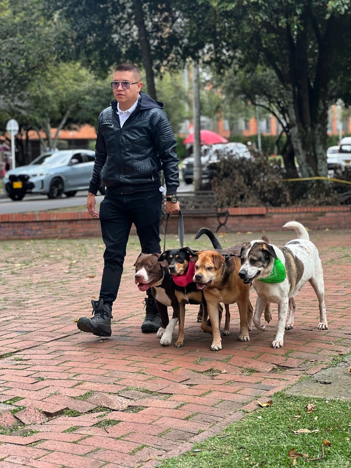 Diego camina con cuatro perros sujetos a una sola correa, floja