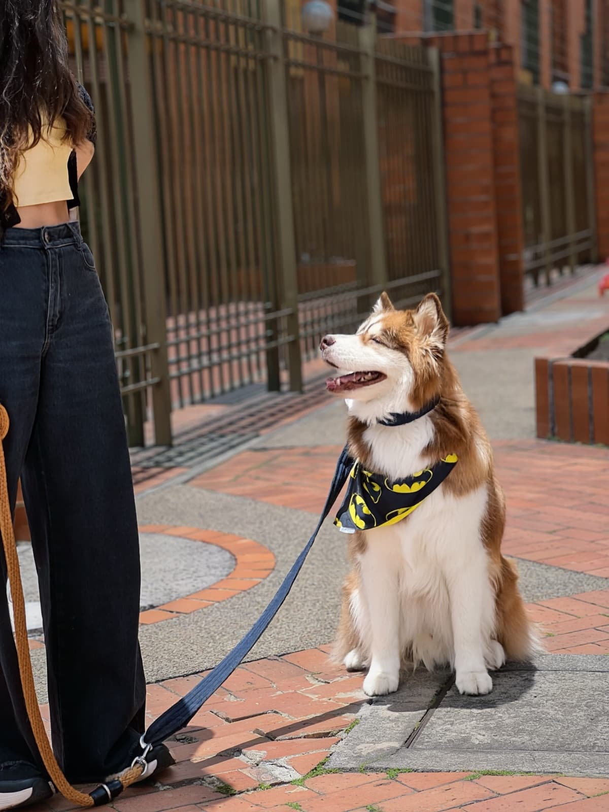 Un husky con pañoleta sentado en la acera, con la correa floja, mira hacia arriba a su dueña