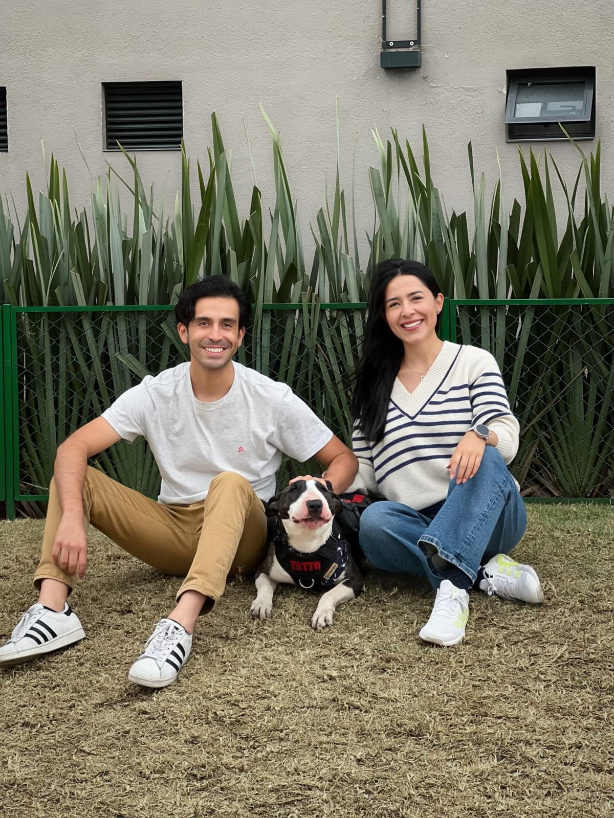 Un bull terrier con arnés echado en el pasto, tranquilo entre sus dos dueños