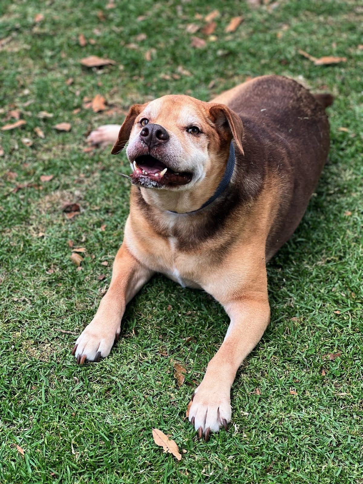 Un perro echado en el pasto, relajado, mientras pasa gente