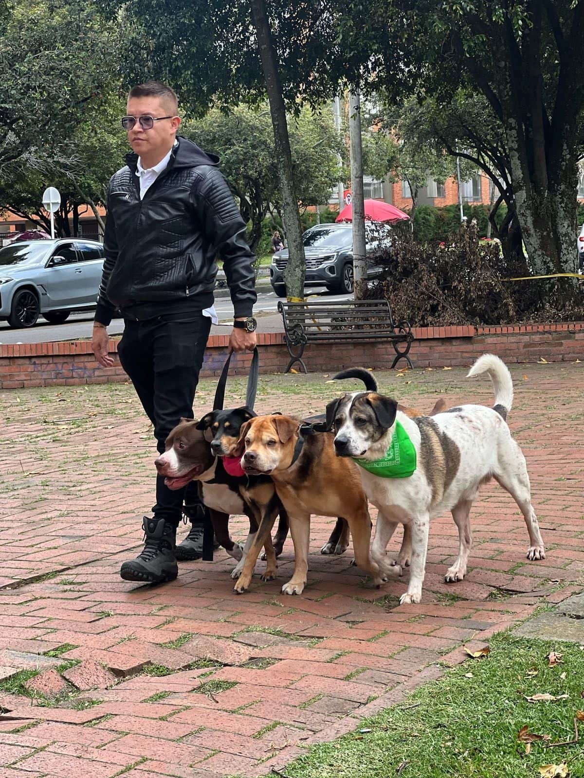 Los cuatro perros caminan en formación junto a Diego