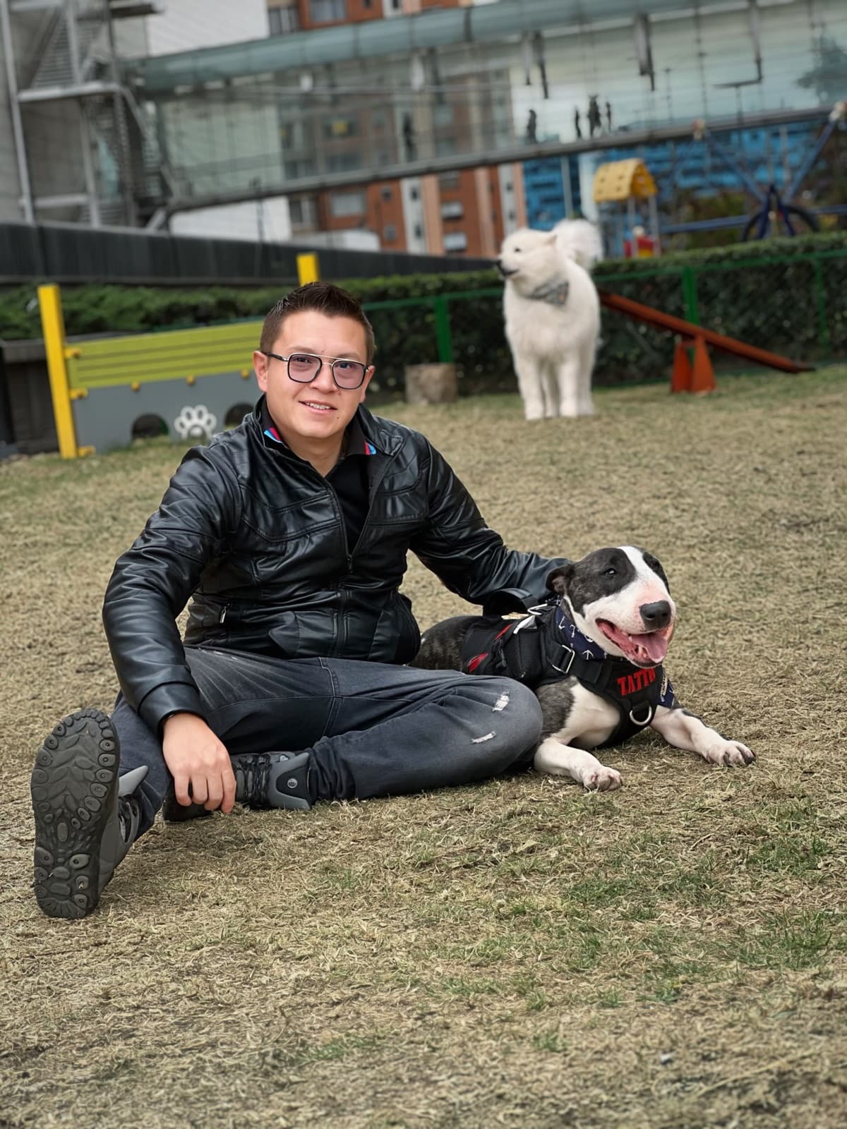 Diego Espinosa sentado en el pasto junto a un bull terrier, con un samoyedo detrás