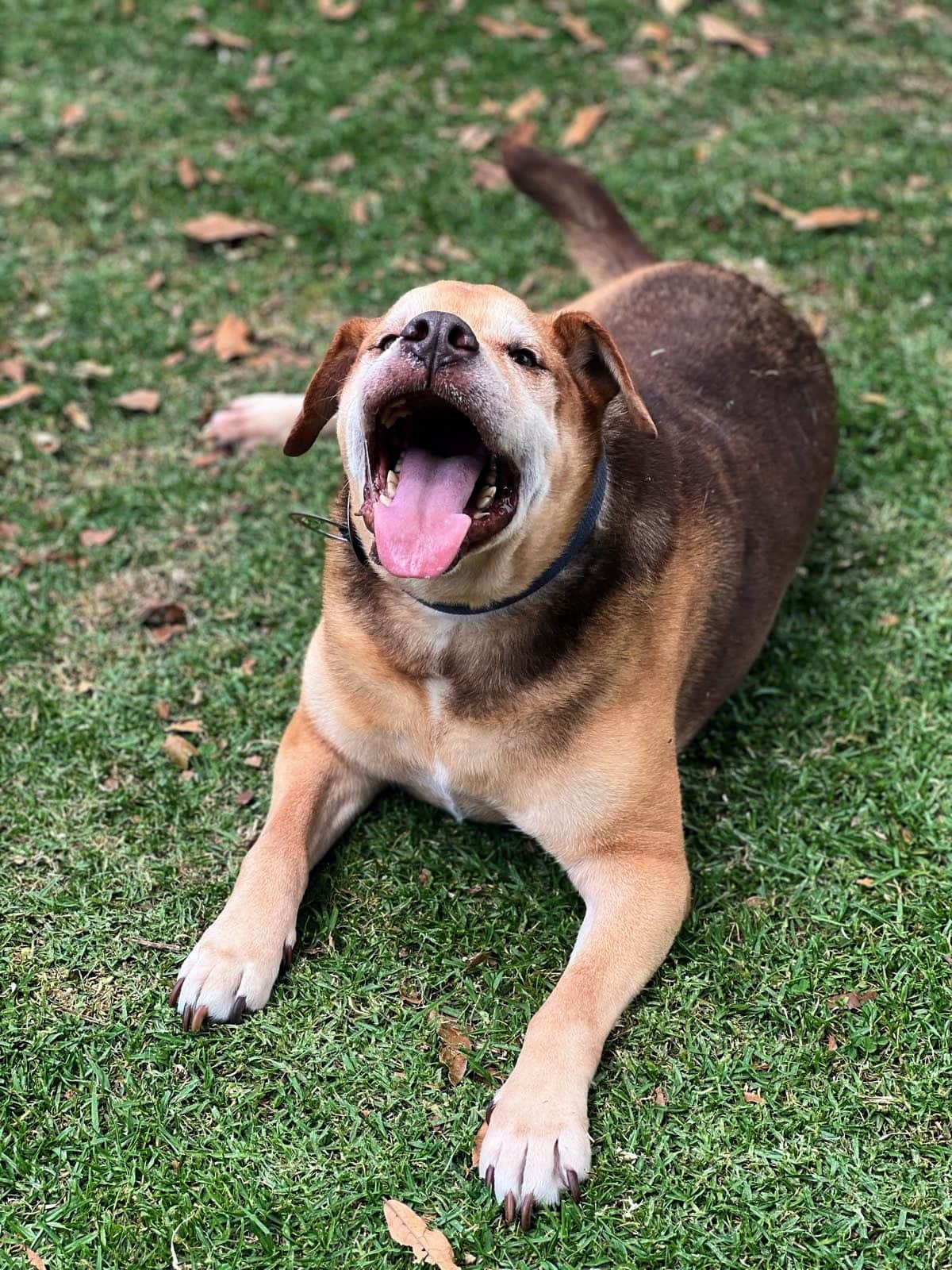 Un perro echado en el pasto, relajado y con la boca abierta
