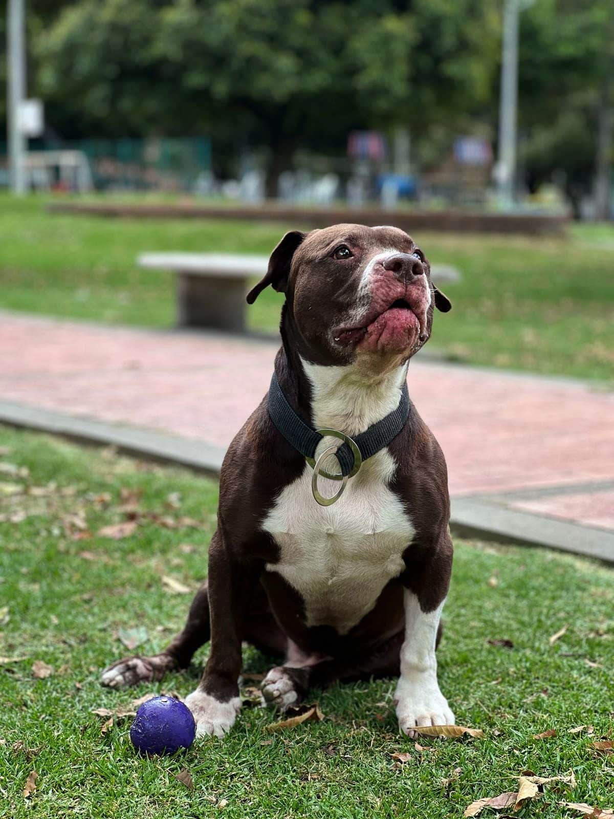Un perro sentado, atento, esperando la señal de Diego