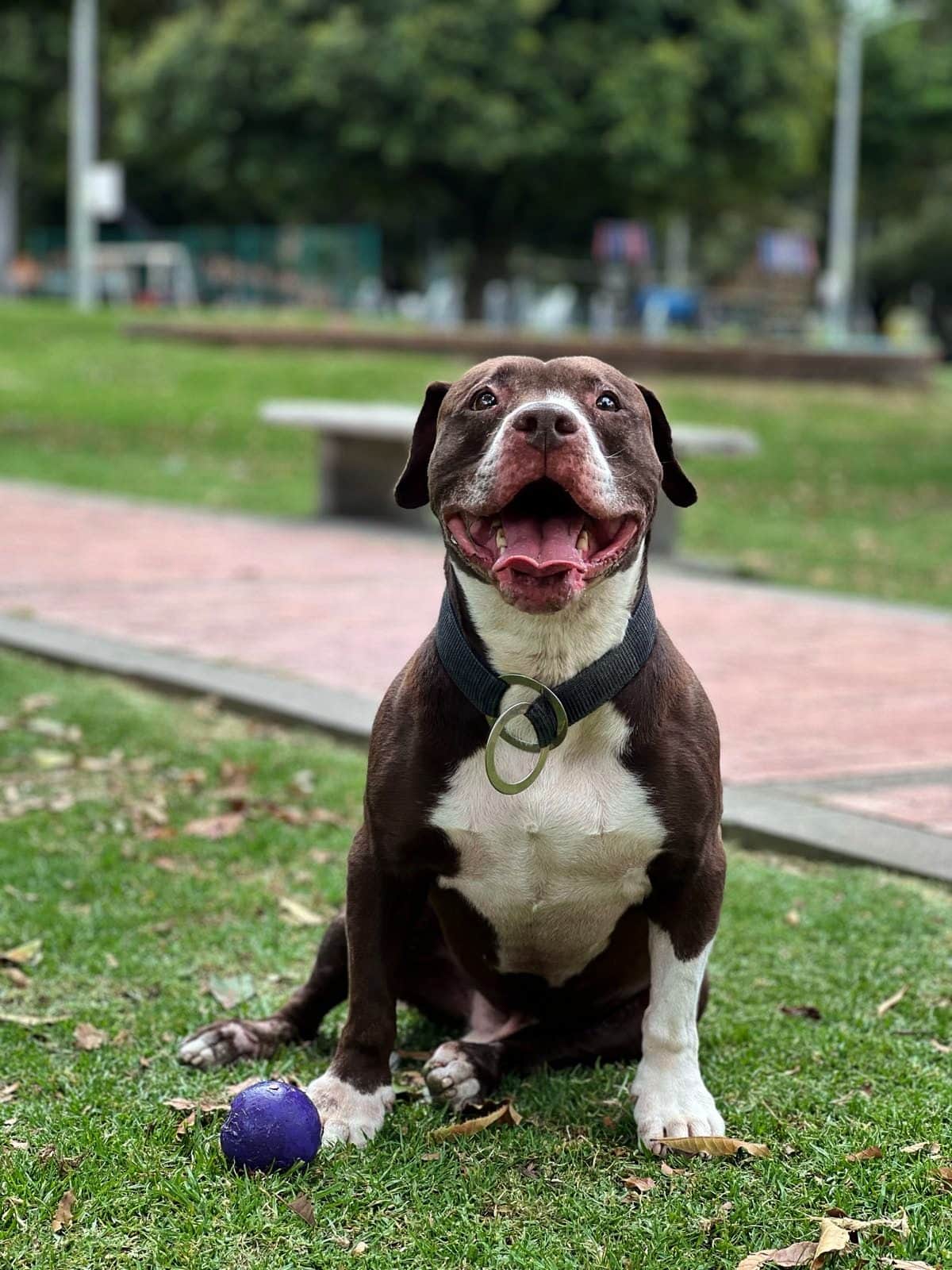 Un perro sentado en el pasto, relajado, con su pelota al lado