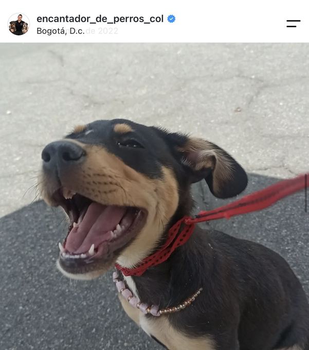 Diego Espinosa durante una sesión con un perro