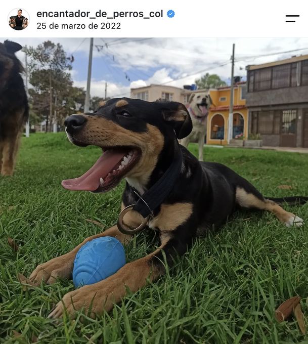 Diego Espinosa durante una sesión con un perro